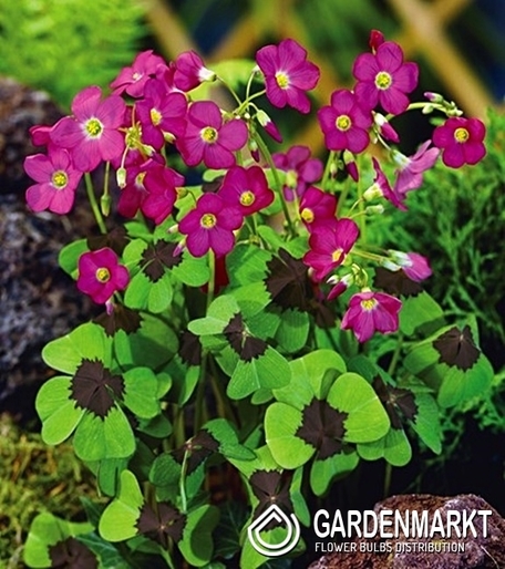 Oxalis Deppei Iron Cross 20 pcs