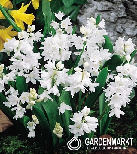 Puschkinia White Alba 20 pcs