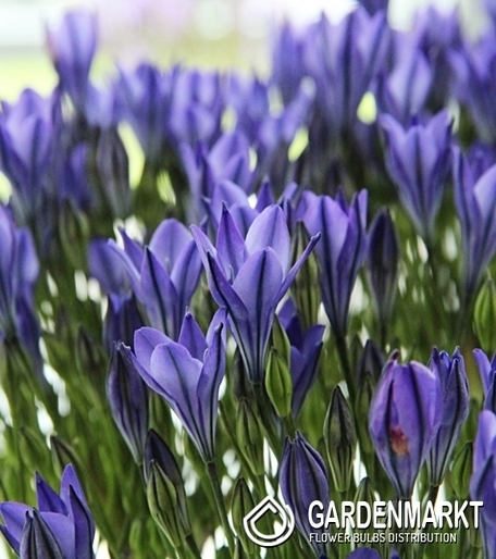 Brodiaea Triteleia Blues 10 pcs