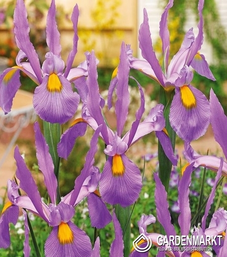 Iris Dutch Panther 5 pcs