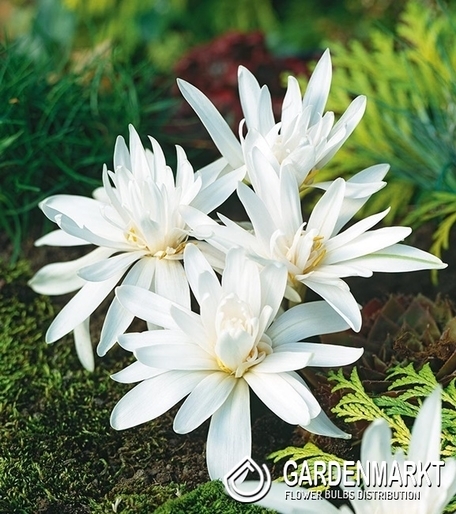 Colchicum Alba 1 pcs