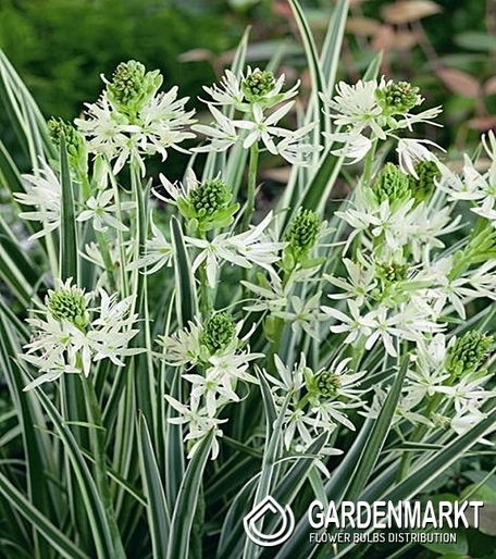 Camassia Sacajawea 1 pcs