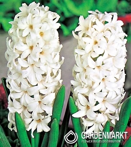 Hyacinth White 14/15 3 pcs