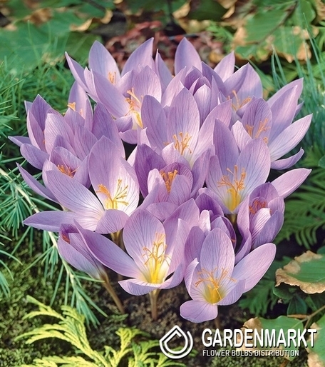 Autumn Crocus Cassiope 5 pcs
