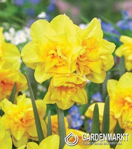 Narcissus BotanicGolde Delicious 5 pcs