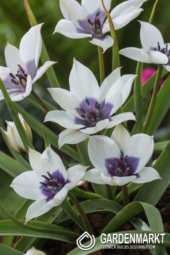 Tulip Botanical Alba Coerulea Ocul 5 pcs