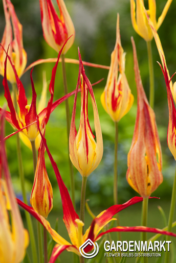 Tulip Acuminata 1 pcs