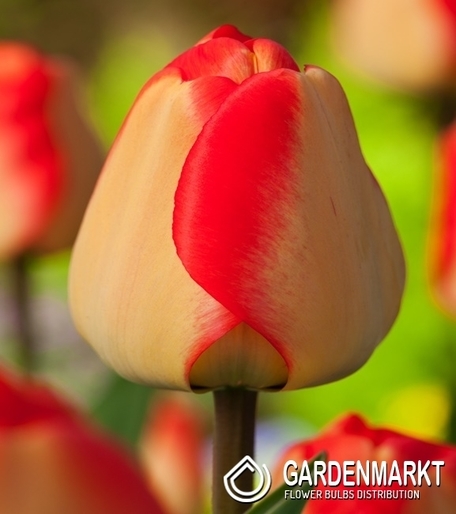 Tulip Darwin American Dream 5 pcs