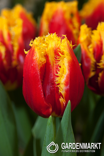 Tulip Fringed Davenport 5 pcs