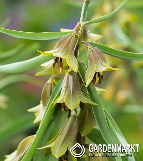 Fritillaria Crown Imperial Aurora 1 pcs