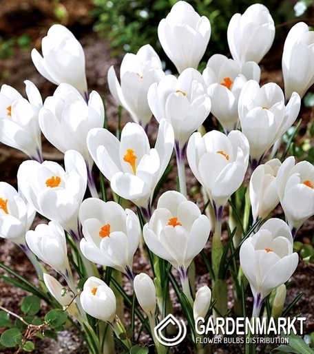 Spring Crocus Remembrance 10 pcs
