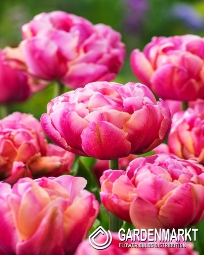 Tulip Double Blue Diamond 5 pcs