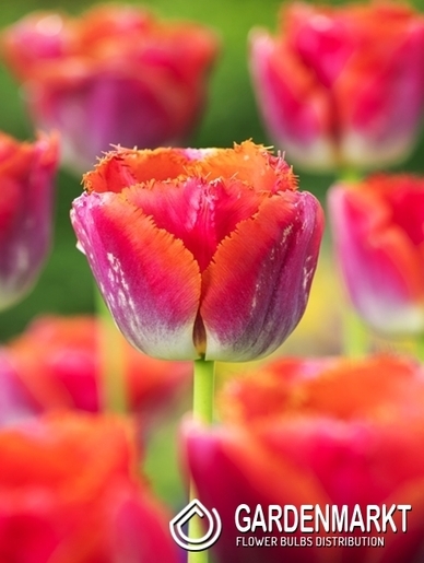 Tulip Fringed Fancy Frills 5 pcs