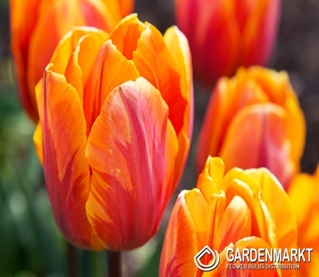 Tulip Triumph Yokohama 5 pcs