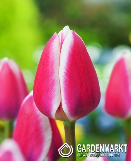 Tulip Darwin Golden Apeldorn 5 pcs