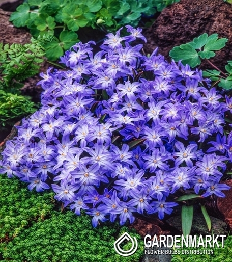 Chionodoxa Luciliae - Śnieżnik Lśniący Violet Beauty 10 pcs