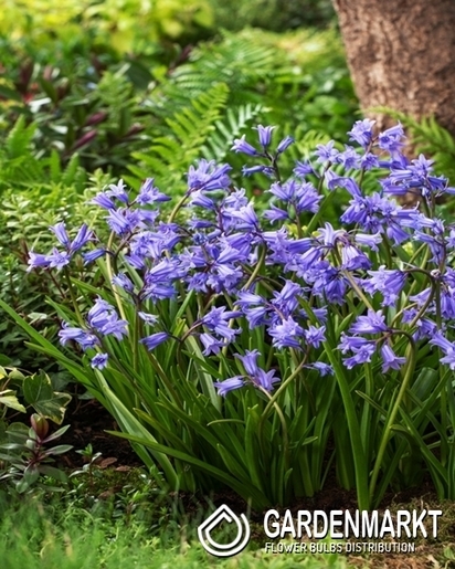 Chionodoxa Luciliae - Śnieżnik Lśniący Violet Beauty 10 pcs