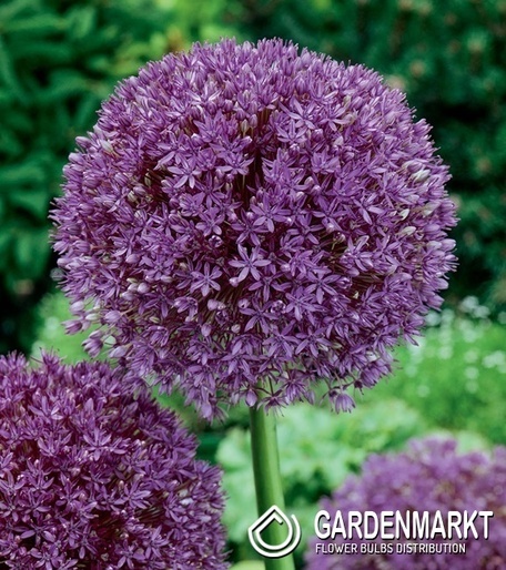 Allium - Czosnek Purple Sensation 3 pcs