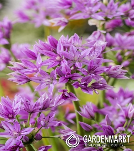 Allium - Czosnek Eros 5 pcs