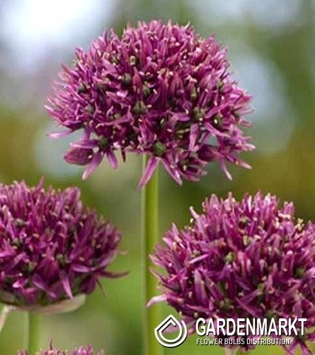 Allium - Czosnek Mercurius 1 pcs
