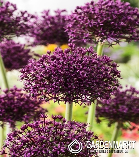 Allium - Czosnek Miami 5 pcs