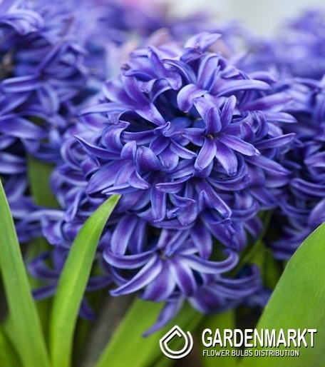 Hyacinth Blue Pearl 5 pcs