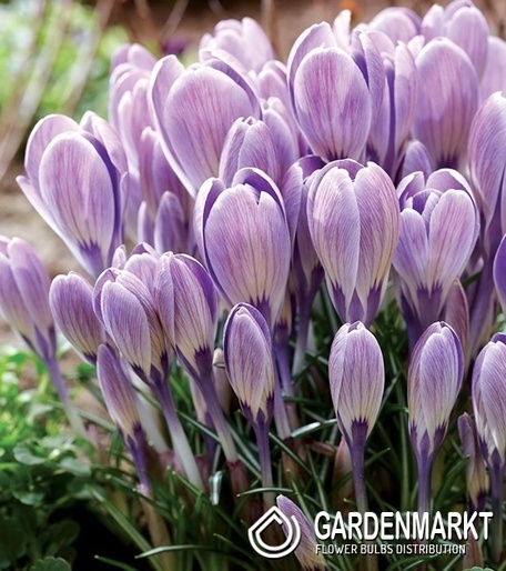 Spring Crocus Striped Bird 10 pcs