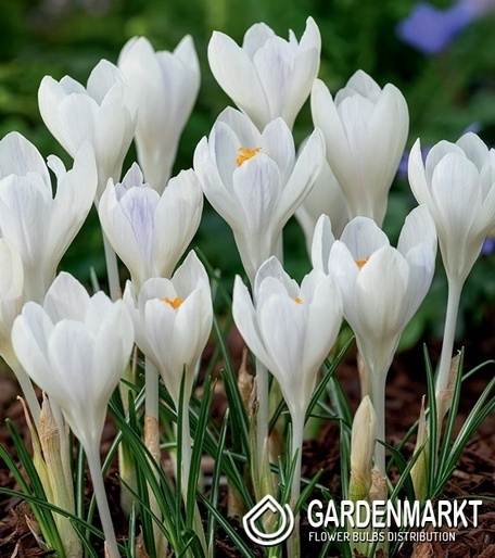 Spring Crocus Ivory Princess 10 pcs