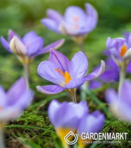 Spring Crocus Artabir 10 pcs