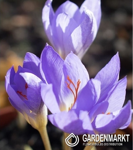 Spring Crocus Pulchellus10 pcs