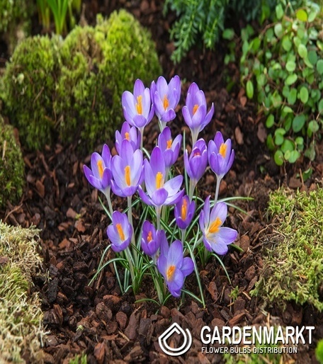 Spring Crocus Dark Eyes 10 pcs