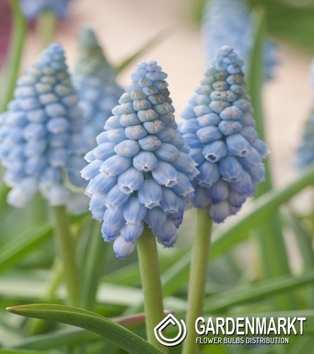 Muscari Grape Hyacinth Dutch Beauty10 pcs