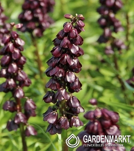 Fritillaria Persica Purple Dynamite 1 pcs