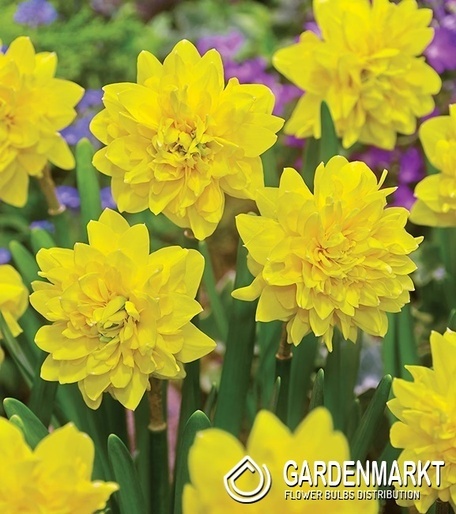 Narcissus Tete Deluxe 5 pcs