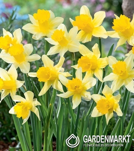 Narcissus Lobularis 5 pcs