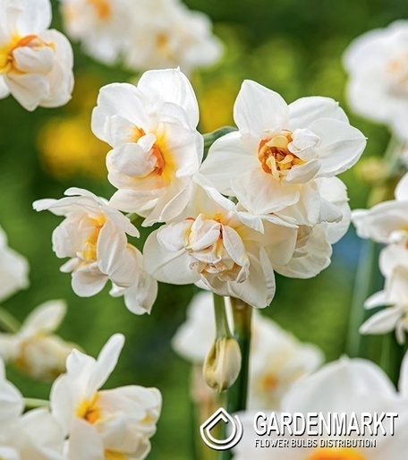 Narcissus Abba 5 pcs
