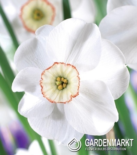 Narcissus Dreamlight 5 pcs