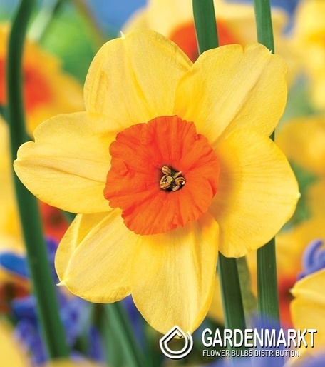 Narcissus Kedron 5 pcs