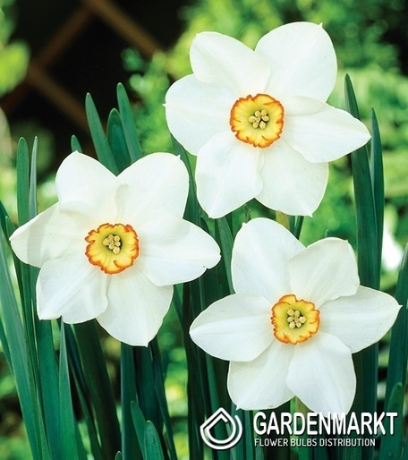 Narcissus Tommys White 5 pcs