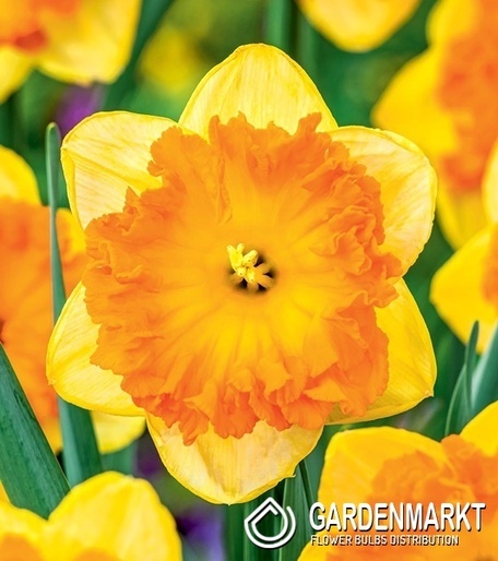 Narcissus Bright Corsage 5 pcs