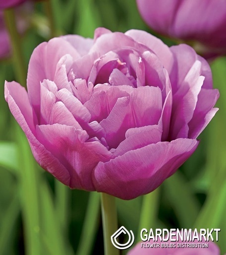 Tulip Backpacker 5 pcs