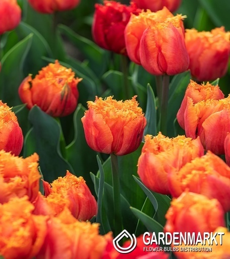 Tulip Royal Centennial 5 pcs