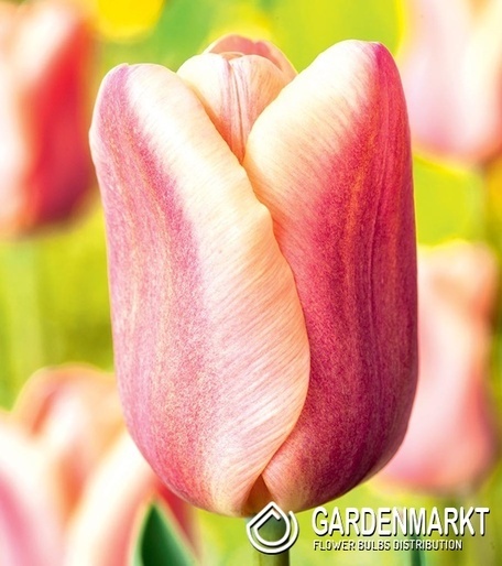 Tulip Black Apricot Foxx 5 pcs