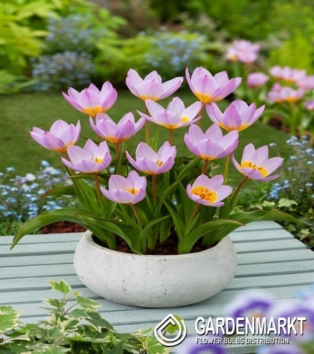 Tulip Bakeri Lilac Wonder 5 pcs