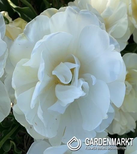 Tulip Wedding Dream 5 pcs