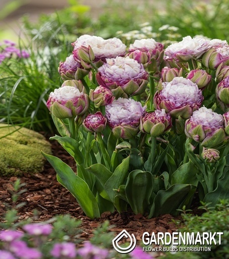 Tulip Peggy Wonder 5 pcs