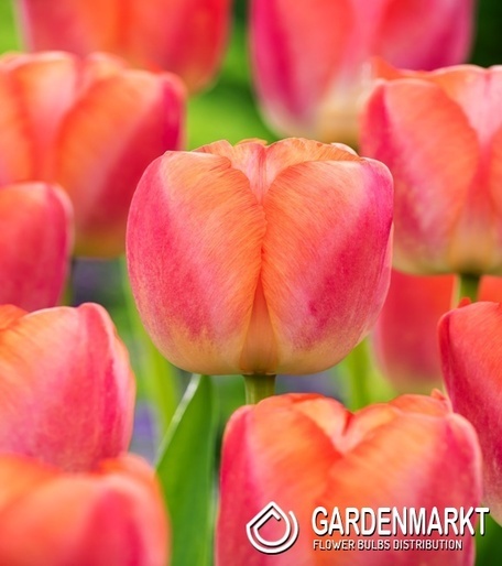 Tulip Darwina Orange Pride 5 pcs
