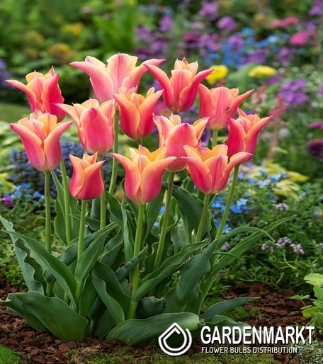 Tulip Marianne 5 pcs