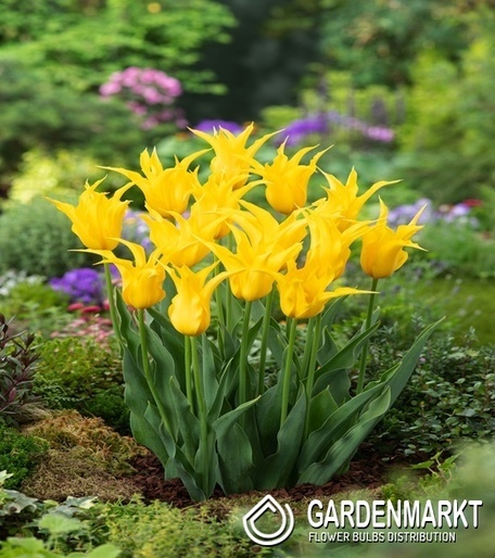 Tulip Schiedam 5 pcs