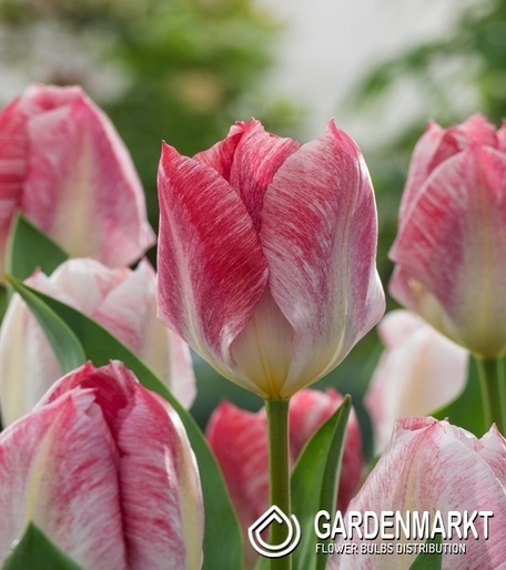 Tulip Fostera Flaming Purissima 5 pcs
